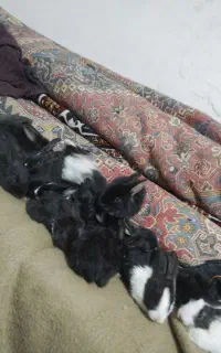 خرگوش درجه یک محلی در همه نوع موجوده هست