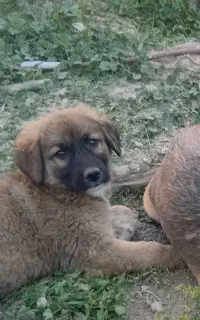 توله سگ دورگه