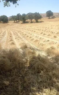 درو کردن با دروگر جلو تراکتور