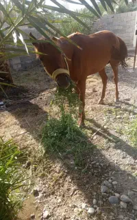 حیوان اسب