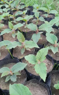 نهال کیوی خیاری اصل