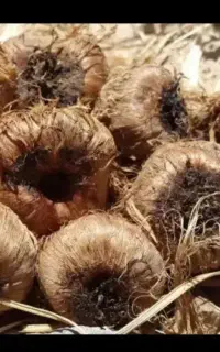 پیاز زعفران