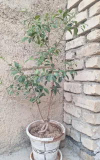 گل بنسا