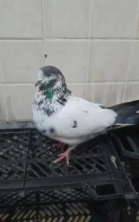 کبوتر