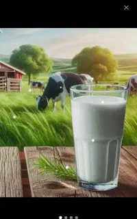 شیرگاو  قیمت مناسب