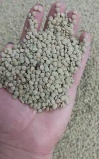 عدس تازه