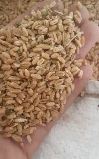 گندم فروشی