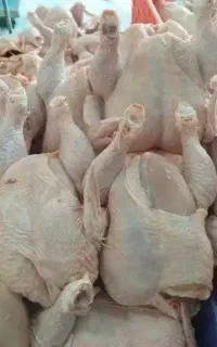 نیروی ماهر خانم جهت خردکردن وپاک کردن مرغ و ماهی