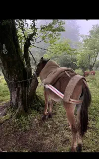 قاطر مادیان ۱۵۰ مقطوع