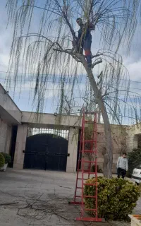سم پاشی وباغ بانی