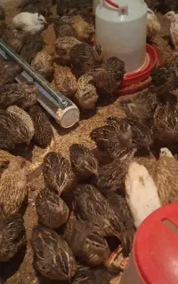 بلدرچین