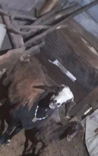 شیشک قوچ