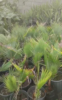 فروش گل وگیاه