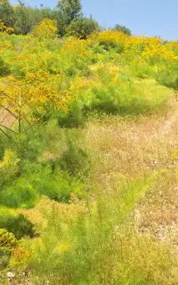 جاشیر مرغوب بهاره