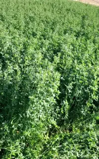 یونجه بسته ای