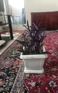 گل فروشی