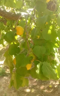 چیدن میوه زرد الو