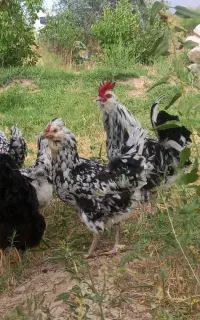 مرغ وخروس