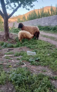 یک عدد گوسفند بره دار