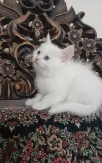 گربه پرشین