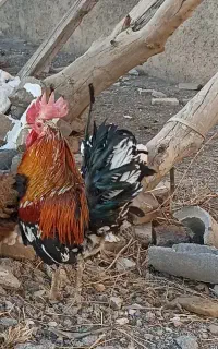 خروس گلین