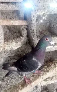 کبوتر دوبر