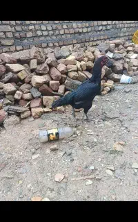 مرغ لاری تاج مهر