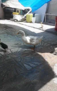 اوردک