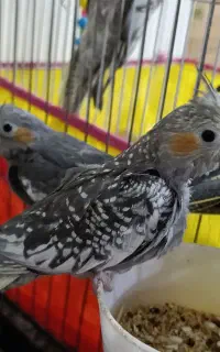 عروس هلندی جوجه