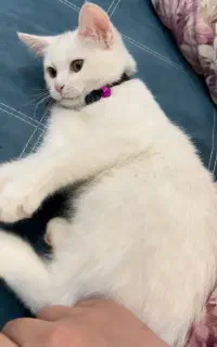 گربه