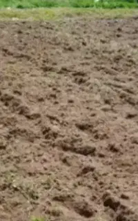 شخم زنی باغ با کلتیواتور