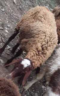 بره چاق.گوسفند