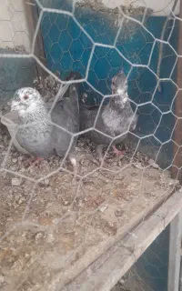 موشی کاکولی