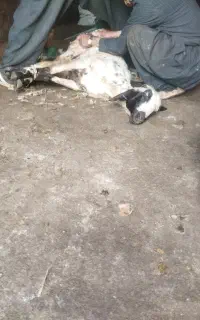 تعداد 65راس شک دو دندان بابت داشت