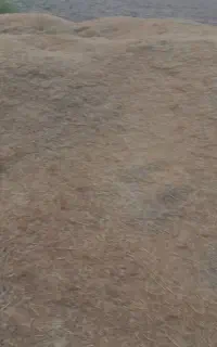 کاه