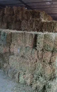 علوفه یونجه