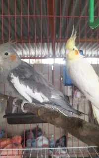 یک جفت عروس هلندی سالم و سرحال