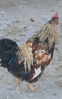 خروس محلی بزرگ سرحال