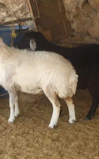 بره ماده چاق