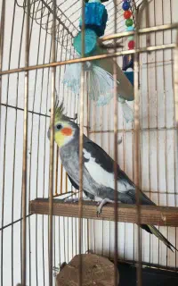 عروس هلندی گمشده