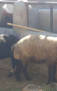 میش.حیوانات مزرعه