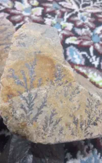 سنگ شجر