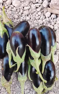 بادمجان ریز مخصوص ترشی