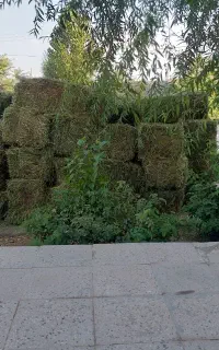 پرس یونجه