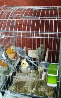عروس هلندی دوجفت