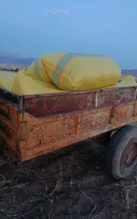 کاه عدس