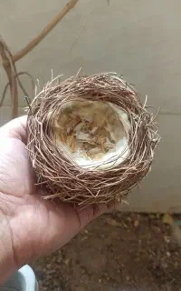 آشیانه دست ساز پرنده