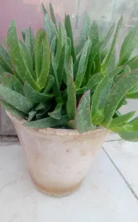 گل ناز شاخ دار
