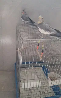 یک جفت عروس هلندی نر