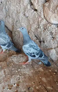 پلاکی